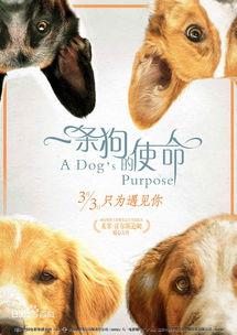 一条狗的使命在线观看,一条狗的使命观影指南
