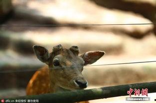 重庆动物园爆料视频最新  第3张