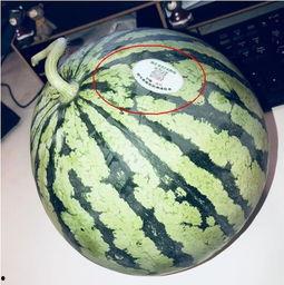 2020年吃瓜网红,网络风云变幻，谁主沉浮？  第1张